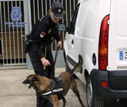 Fotografía facilitada por la Policía Nacional de uno de los ocho perros guía  entrenados para la búsqueda de dinero negro que tuvieron un papel crucial en la Operación Emperador contra el blanqueo de capitales por parte de redes chinas. EFE/Archivo