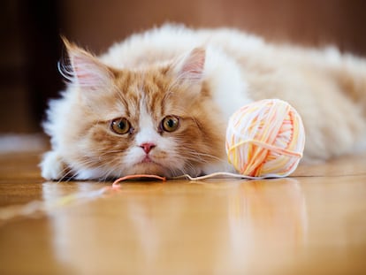 Un gato observa un ovillo de lana.