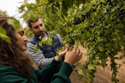 En Dicastillo hay fincas pioneras en las que se cultiva endrino, el arbusto con cuyas bayas se produce el pacharán. La etiqueta de la IGP Pacharán Navarro garantiza su origen y calidad, fruto de una tradición centenaria.