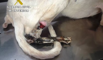 Perro afectado por necrosis en una pata, localizado por la Guardia Civil en Vinaròs.