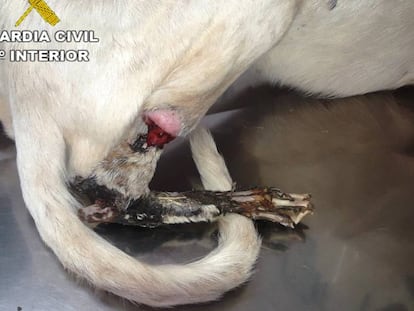 Perro afectado por necrosis en una pata, localizado por la Guardia Civil en Vinaròs. 