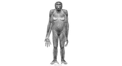 Representación artística de 'Ardi', una hembra de la especie 'Ardipithecus ramidus' que vivió en lo que hoy es Etiopía hace unos 4,4 millones de años.