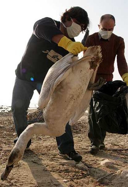 Un veterinario recoge un cisne muerto en la costa del mar Negro cerca de Varna, a 450 kilómetros de Sofia.
