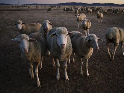 Rebaño de ovejas en el valle de Alcudia, al amanecer.