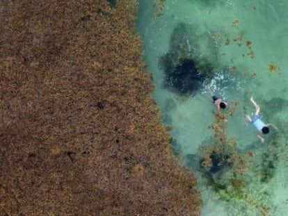El calentamiento de los océanos aumenta la presencia de esta alga en las playas de la Riviera Maya, afectando la industria turística y el medio ambiente