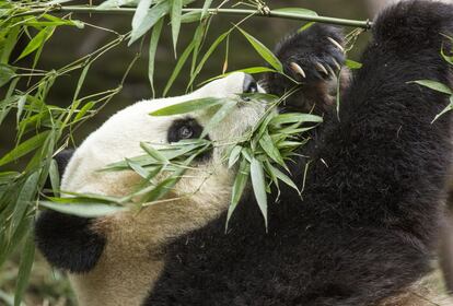 Los pandas se alimentan hasta 14 horas al día e ingieren hasta 30 kilos diarios de bambú. Aquí, un ejemplar del centro de Chengdú.