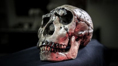 Imagen de la calavera de un &#039;Homo ergaster&#039; de kenia, incluido en el estudio.