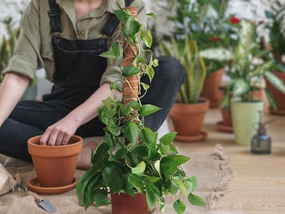 Uno de los pasos a seguir es trasplantar las plantas a una maceta más grande cuando empiecen a crecer.