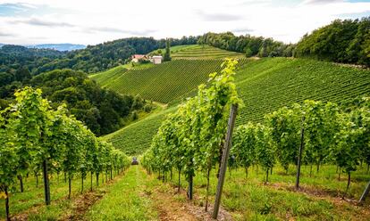 Viñedos de la variedad riesling del valle de Wachau, en Austria.