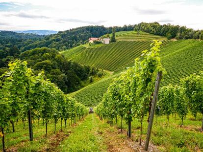 Viñedos de la variedad riesling del valle de Wachau, en Austria.