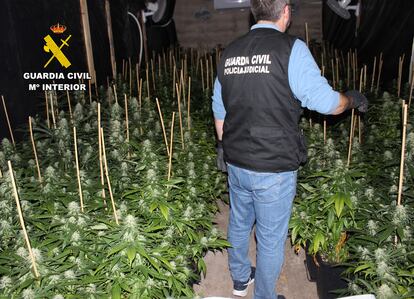 Agentes de la Guardia Civil desmantelan un punto de producción ilegal de marihuana en Fuentes Álamo (Murcia).