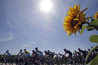 El pelotón pasa por un campo de girasoles durante la decimotercera etapa del Tour de Francia que transcurre entre Saint-Etienne y Chamorousse, Francia. 18 de julio de 2014.
