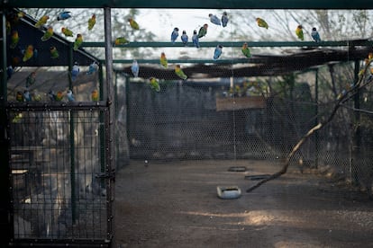 Aves agapornis en su aviario, el 23 de mayo de 2023.