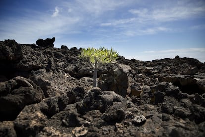 Uma planta cresce em uma zona vulcânica de lava petrificada em Punta de Orchilla. O objetivo é que a usina gere 100% de energia limpa ao longo do ano. Em 2017, forneceu 47% da eletricidade consumida na ilha, 17 pontos a mais do que em 2015; o resto é coberto por uma usina a diesel anexa à usina. "Com os últimos ajustes, esperamos ultrapassar 60% em 2018 e continuar subindo", diz Sánchez.