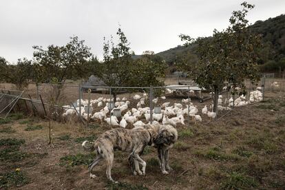 Corral móvil para pollos en la finca Planeses.