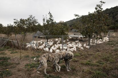 Corral móvil para pollos en la finca Planeses. 