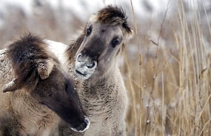 Caballos konik en el parque de Oostvaardersplassen.en diciembre de 2010.