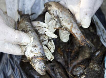 Peces muertos en el río Verdugo por un vertido de la depuradora de Ponte Caldelas.