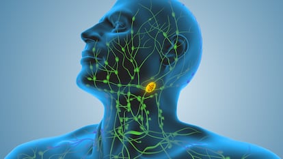 El sistema linfático lo conforman ganglios y vasos linfáticos, entre otros. Cuando su equilibrio se altera, pueden desarrollarse enfermedades como los linfomas, un tipo de cáncer.