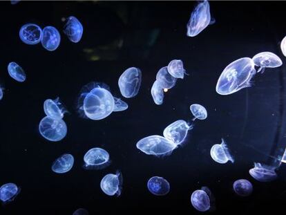 Medusas en l'Oceanogràfic de la Ciudad de las Ciencias de Valencia.