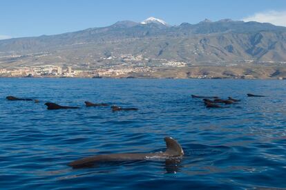 El archipiélago canario fue pionero en el avistamiento de cetáceos en España y también el primero en regular la actividad. El mejor lugar para verlos es La Traviesa, el canal que separa las islas de Tenerife y La Gomera. Esta estrecha franja, con abundante vida marina y zonas que llegan a los 2.000 metros de profundidad, es el hábitat elegido por una colonia de unos 250 calderones o ballenas piloto como residencia permanente. Al igual que los cachalotes, las orcas y los delfines, los calderones son cetáceos con dientes que cazan peces, calamares y otros cefalópodos por la noche, descendiendo a cotas de hasta 1.000 metros, y pasan el día en familia cerca de la superficie, donde es fácil verlos. El pasado mes de marzo, la World Cetacean Alliance (WCA) certificó este tramo de la costa tinerfeña entre la Punta de Teno y la Punta de Rasca como lugar patrimonio de ballenas (Whale Heritage Site) —el primero de Europa y el tercero del mundo—, que avala la observación responsable y sostenible de delfines y otros cetáceos desde pequeñas embarcaciones a vela o motor.