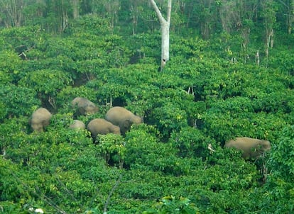 Elefantes de Sumatra en la isla indonesia.