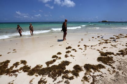 Sargazo en el caribe mexicano