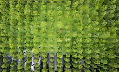 Foto aérea que muestra a un grupo de turistas a bordo de un barco que se desplaza entre los árboles del lago Luyanghu, en Yangzhou (China).