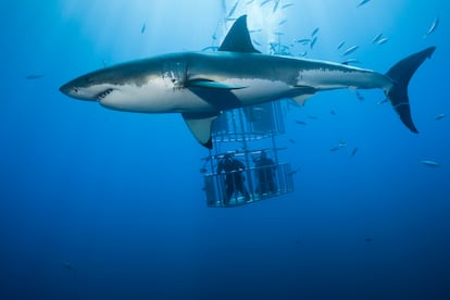 Buzos dentro de una jaula miran un tiburón blanco, en la Isla Guadalupe, Estado de Baja California (México), en 2014.