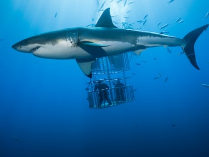 Buzos dentro de una jaula miran un tiburón blanco, en la Isla Guadalupe, Estado de Baja California (México), en 2014.