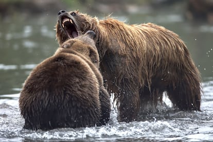 Dos osos en el lago Kuril, en la península de Kamchatka.