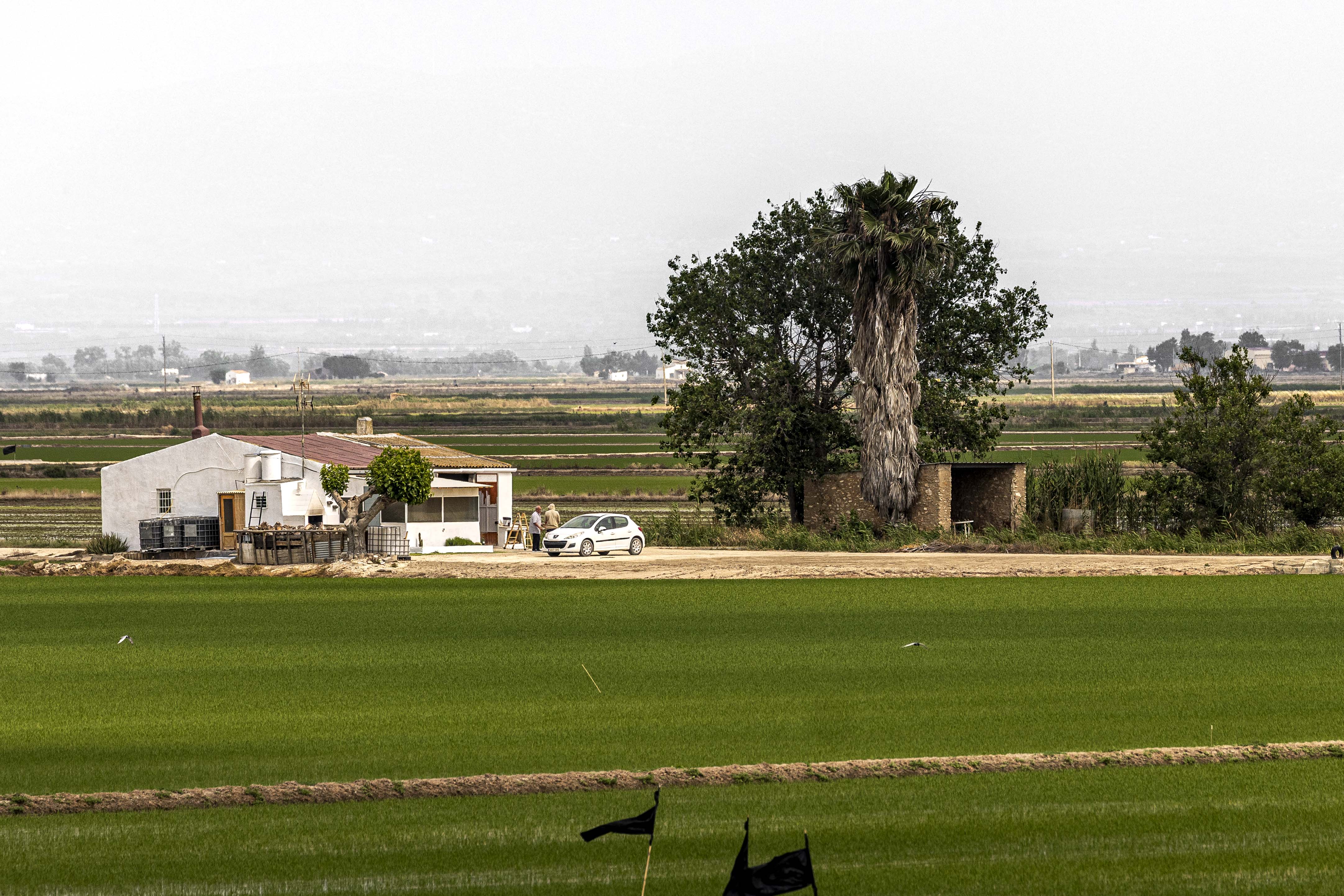 Paisaje del delta del Ebro típico de junio, con los campos de arroz verdes y aves sobrevolando.