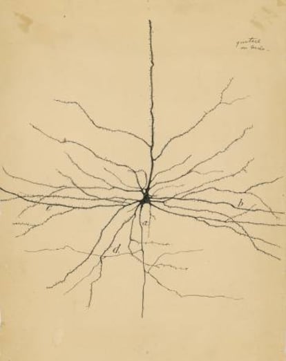 'La neurona piramidal de la corteza cerebral' (1904), dibujada por Santiago Ramón y Cajal.