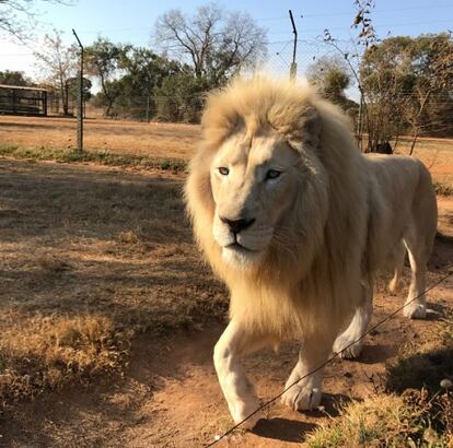 Mira la foto y confiesa. Nunca has estado tan cerca de un león, ni siquiera cuando salen en la tele. Pero Neymar sí, claro, que para eso ha estado en Sudáfrica. Él tan pronto comparte fotos a un palmo del rey de la selva como sorprende con imágenes de cachorritos de león. Eso es ir un paso más allá de los fotos de gatitos.