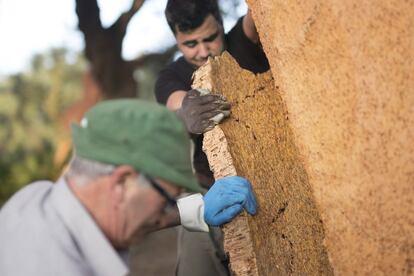 El precio de corcho en la actualidad está entre los 70 y los 120 euros por quintal, (un quintal equivale a 46 kg). En esta temporada el que más caro se está pagando pertenece a una finca en la Sierra de San Pedro, Extremadura, debido a su alta calidad.
