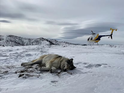 In February 2021, Colorado Parks and Wildlife staff tranquilized and placed a GPS collar on male gray wolf 2101 after it had been spotted in north-central Colorado traveling with the female gray wolf 1084 from Wyoming’s Snake River Pack.