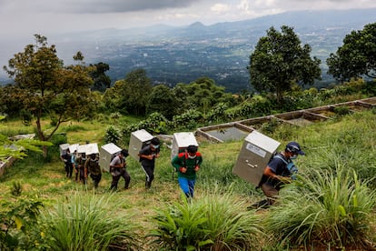 Trabajadores llevan loris perezosos de Java en una caja de hierro hacia el Parque Nacional Gunung Halimun Salak. La rama indonesia de la International Animal Rescue, Yayasan YIARI, ha liberado decenas de loris perezosos que habían sido vendidos en el comercio ilegal de animales.