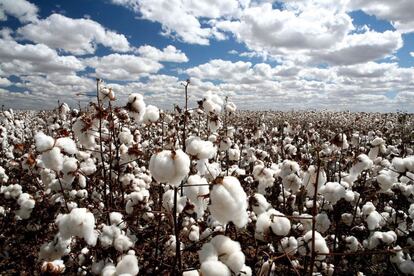 Campo de algodón en México.