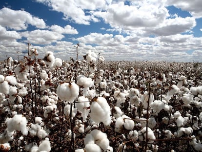 Campo de algodón en México.