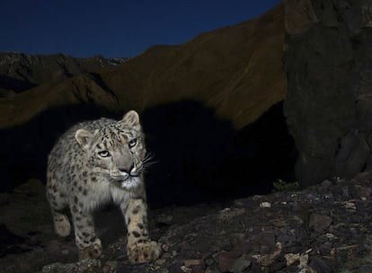 Esta foto de un leopardo de monta?a le ha valido de Steve Winter el premio a la mejor foto en la categora de Historias de la Naturaleza.