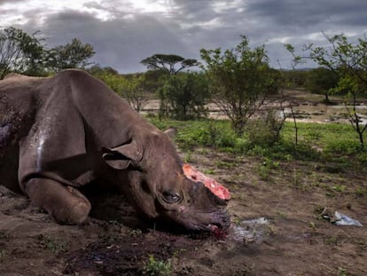 Las fotos ganadoras del Wildlife Photographer of the Year 2017
