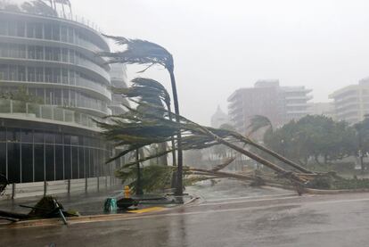 Unas almeras, recientemente plantadas, han sido arrancadas por el viento en Miami Beach.