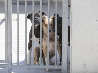 Tres perros en un centro de protección animal en Madrid, en una imagen de archivo.