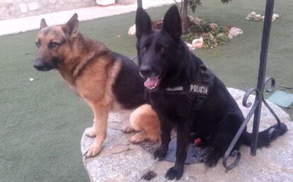Baro y Tusko, los pastores alemanes de la unidad canina de Galapagar.