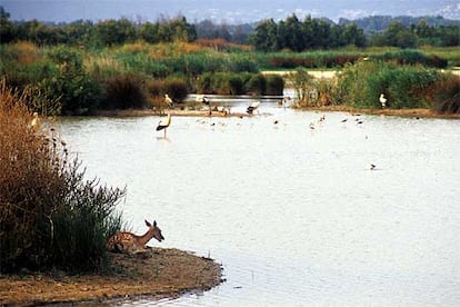 Cigüeñas blancas, garzas reales y garcetas, en uno de los aguazales del parque natural de los Aiguamolls de l'Empordá, en Girona. En primer plano, un gamo.