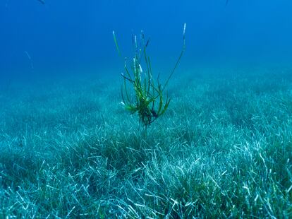 Posidonia arrancada por ancla en Capo Caccia, en Alghero.