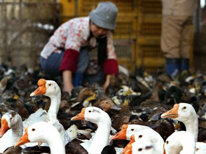 Una mujer alimenta a sus patos en un mercado de Shanghai (China).