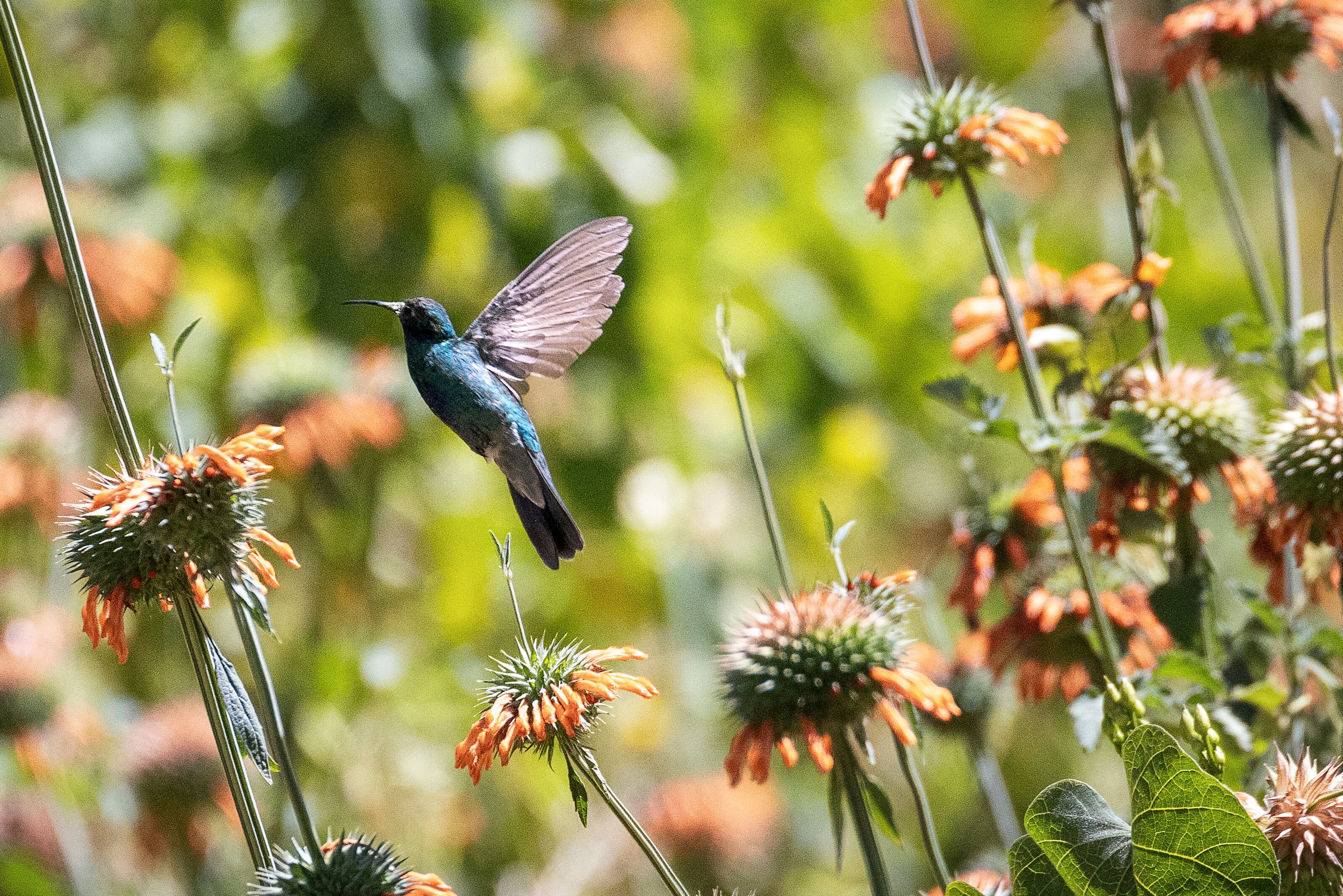 Un colibrí revolotea entre la vegetación de las orillas del Machángara.