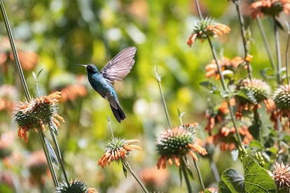 Un colibrí revolotea entre la vegetación de las orillas del río.