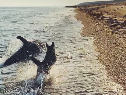 El juego entre un perro y un delfín se vuelve viral